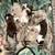 AUSTRALIAN SHEPHERD PUPPIES 3 thumbnail