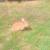 Two does & 1 buck 3 thumbnail