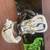 Sierra Crew Bear Limited Release 156cm Snowboard 6 thumbnail
