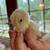 White Ameracauna chick 1 thumbnail