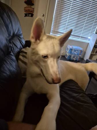 Husky blanco de 6 meses con ojos azules (Mesa, az)64048128604931120