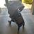 Chico Bravo quick fold stroller w/ key fit bar 8 thumbnail