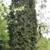 Big Tree Nursery 16 thumbnail