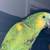 Gorgeous Blue Fronted Amazon 19 thumbnail
