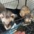 Two ferrets with cage 5 thumbnail