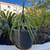 Ponytail Palm 2 thumbnail