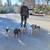 Experienced and Loving Dog-Walker and Pet-Sitter 1 thumbnail
