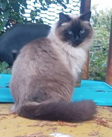 Missing kitty Cat... Reward 1