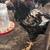 Laying hens 6 thumbnail