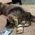 Free to good home - male maine coon cat 3 thumbnail