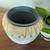 Healthy Potted Pothos Plant with Decorative Pot 3 thumbnail