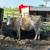 Organic fed Charolais 1 thumbnail