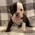 Olde English Bulldog Puppies 7 thumbnail