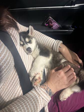 husky (Downey)63829609416323120