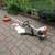 Stihl FS 56 C-E Trimmer Loop Handle 2 thumbnail