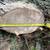 FREE Maple Tree branches Hardwood Lumber Firewood (You Cut Them Up) 2 thumbnail