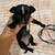 Chihuahuas 4 thumbnail
