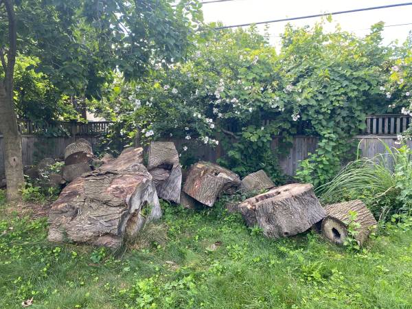 FREE Dry Seasoned Firewood All Cut and Ready to Go, drive up and load 1