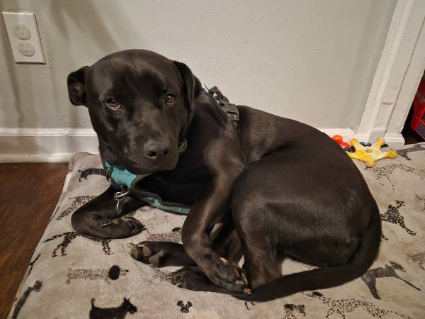 Black lab/pit female great with kids 1