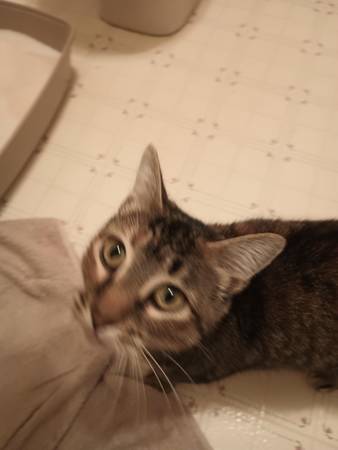 Silverdale Cat Found (Silverdale)63942501561731121