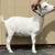 Nigerian Dwarf Goats! 5 thumbnail
