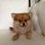 Pom pup 1 thumbnail