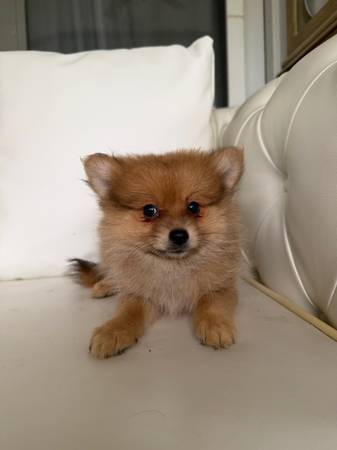 Pom pup 1