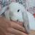 Mini Lops 9 thumbnail