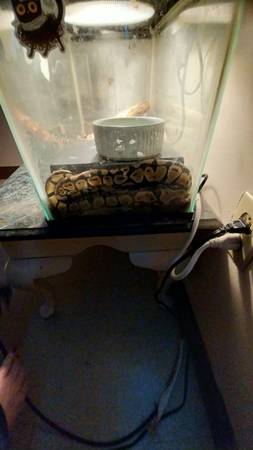 2 ball pythons (Olyphant)64579665994754120
