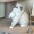 Persian Ragdoll 3 thumbnail