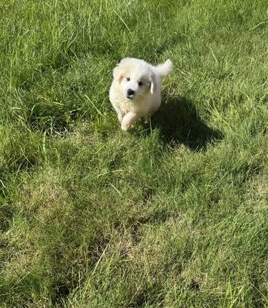 Loyal friend (Tacoma)63826637329793123