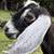 ADGA Nubian Buckling 1 thumbnail