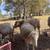 Sheep for sale 5 thumbnail