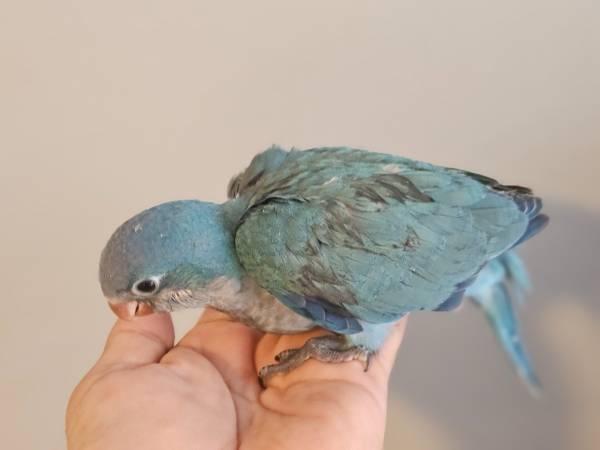 Tame Blue Quaker baby (Houston)63859313114113121