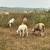 Katahdin rams and wethers for sale 6 thumbnail