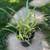 Liriope and Spider Plants, Misc. Landscape Grasses 1 thumbnail
