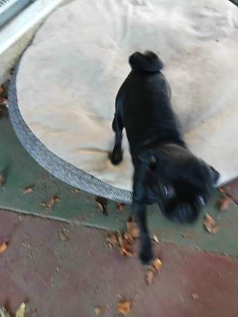 Pugg pupps (Vista)63894603146755120