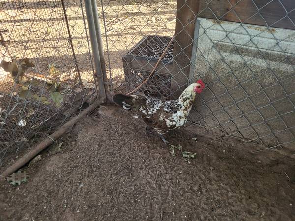 LAUGHING CHICKEN'S 1