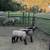 weaned black face lambs 2 thumbnail