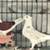 Old German Owl Pigeons, Many colors - $25 (NW Austin) 5 thumbnail