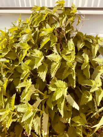 Catnip plants 1