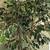 Artificial 6'  Ficas Tree 2 thumbnail