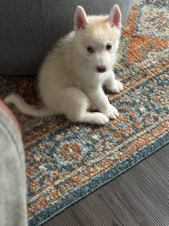 Friendly husky puppy (Burbank)63913719387266122