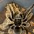 Tarantulas 4 thumbnail