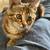 Adorable kitten 5 thumbnail