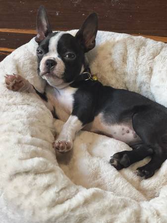 Rehoming a Boston Terrier puppy (San Jose)63696416605059120