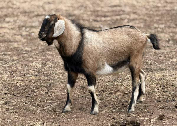 Goats 1