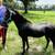 Mini Horses and Shetland Ponies 1 thumbnail
