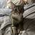 Rehoming my kitten 4 thumbnail