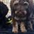 Labradoodles 12 thumbnail